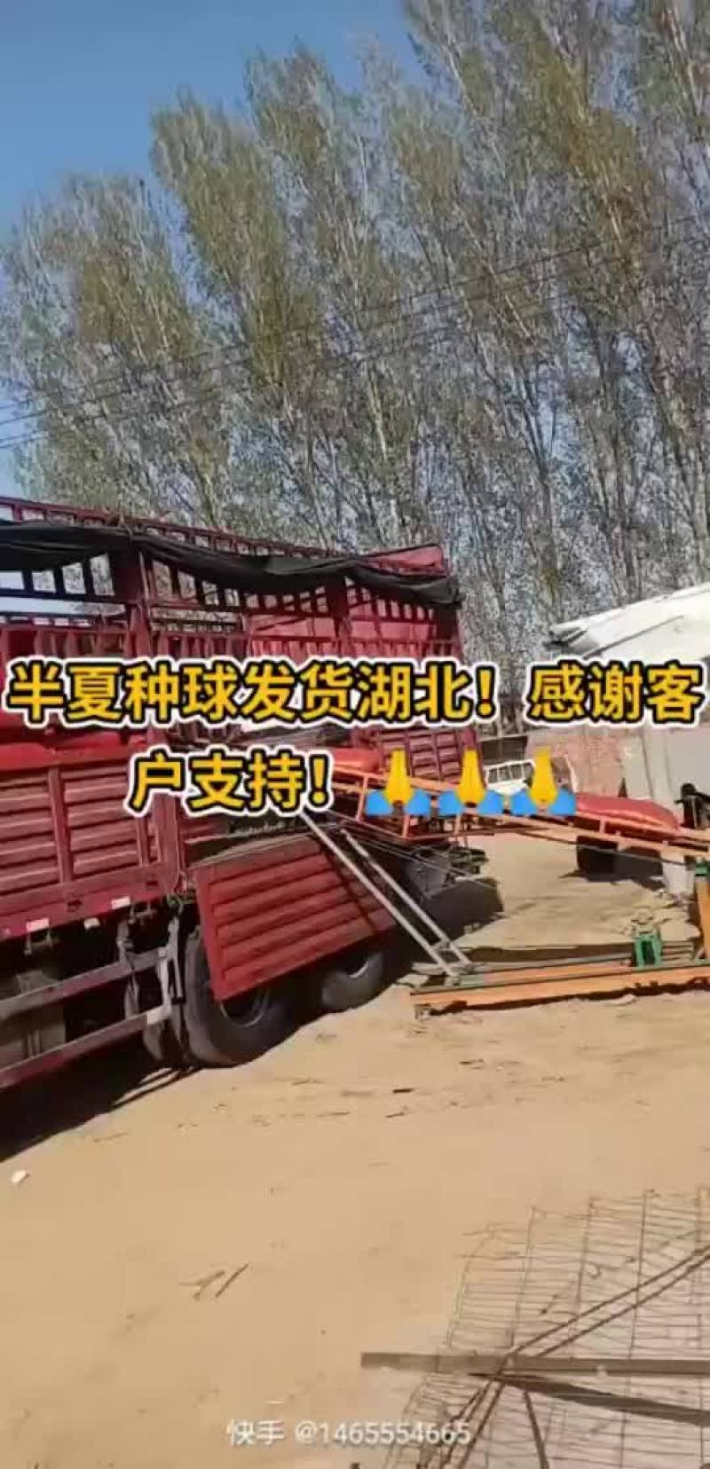 出售河北自产自销优质小叶半夏种苗，质量保证，品种优良