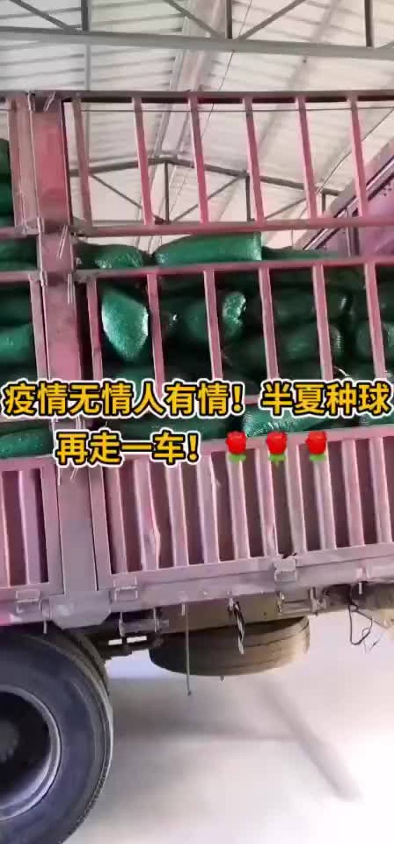 出售河北自产自销优质小叶半夏种苗，质量保证，品种优良