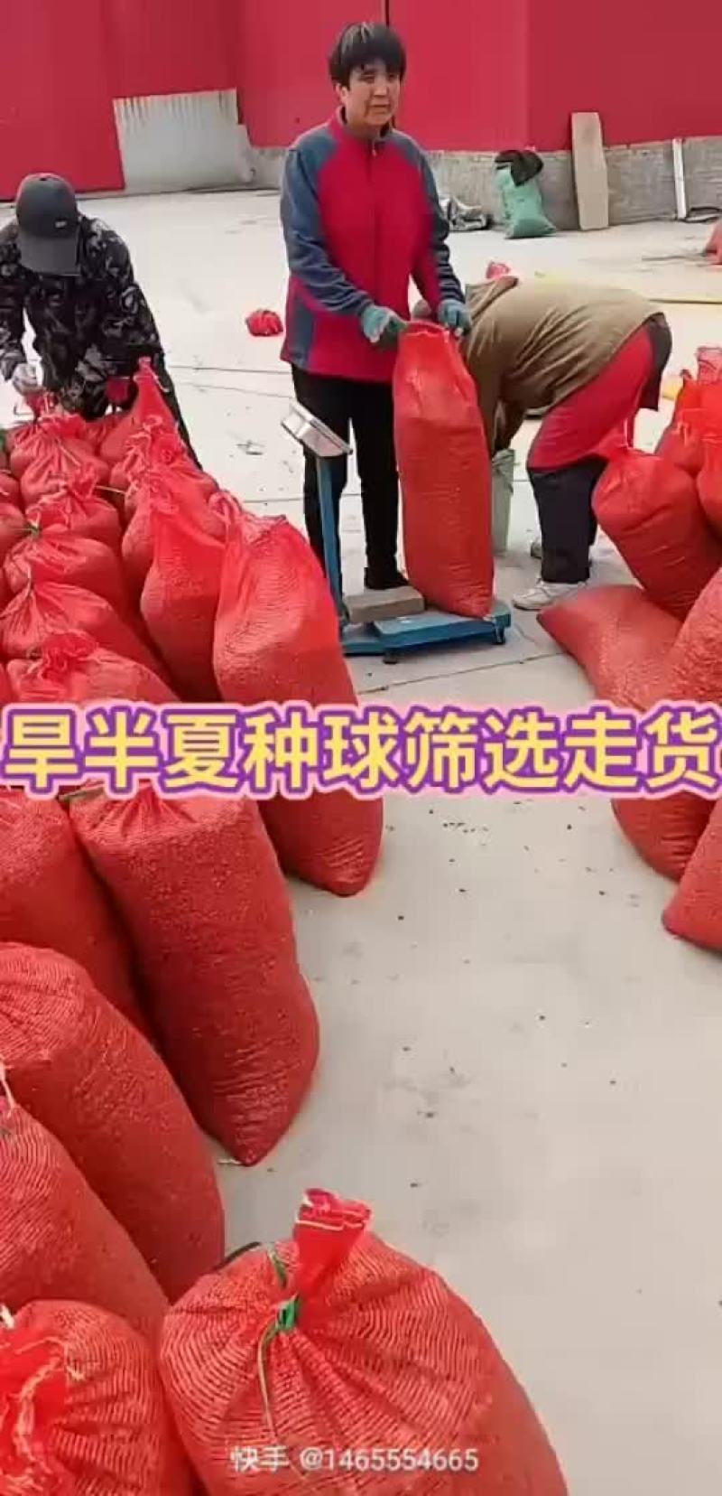出售河北自产自销优质小叶半夏种苗，质量保证，品种优良