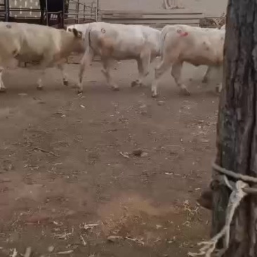 出售肉牛西门塔尔夏洛莱