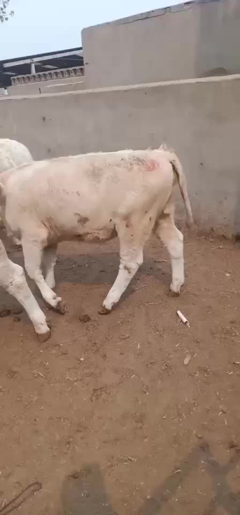 出售肉牛西门塔尔夏洛莱