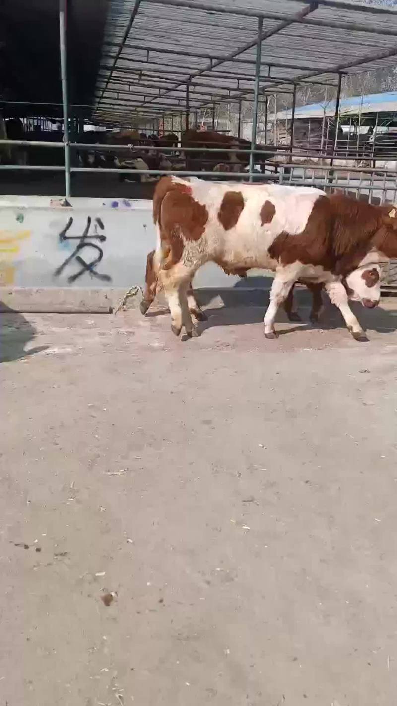 出售肉牛西门塔尔夏洛莱
