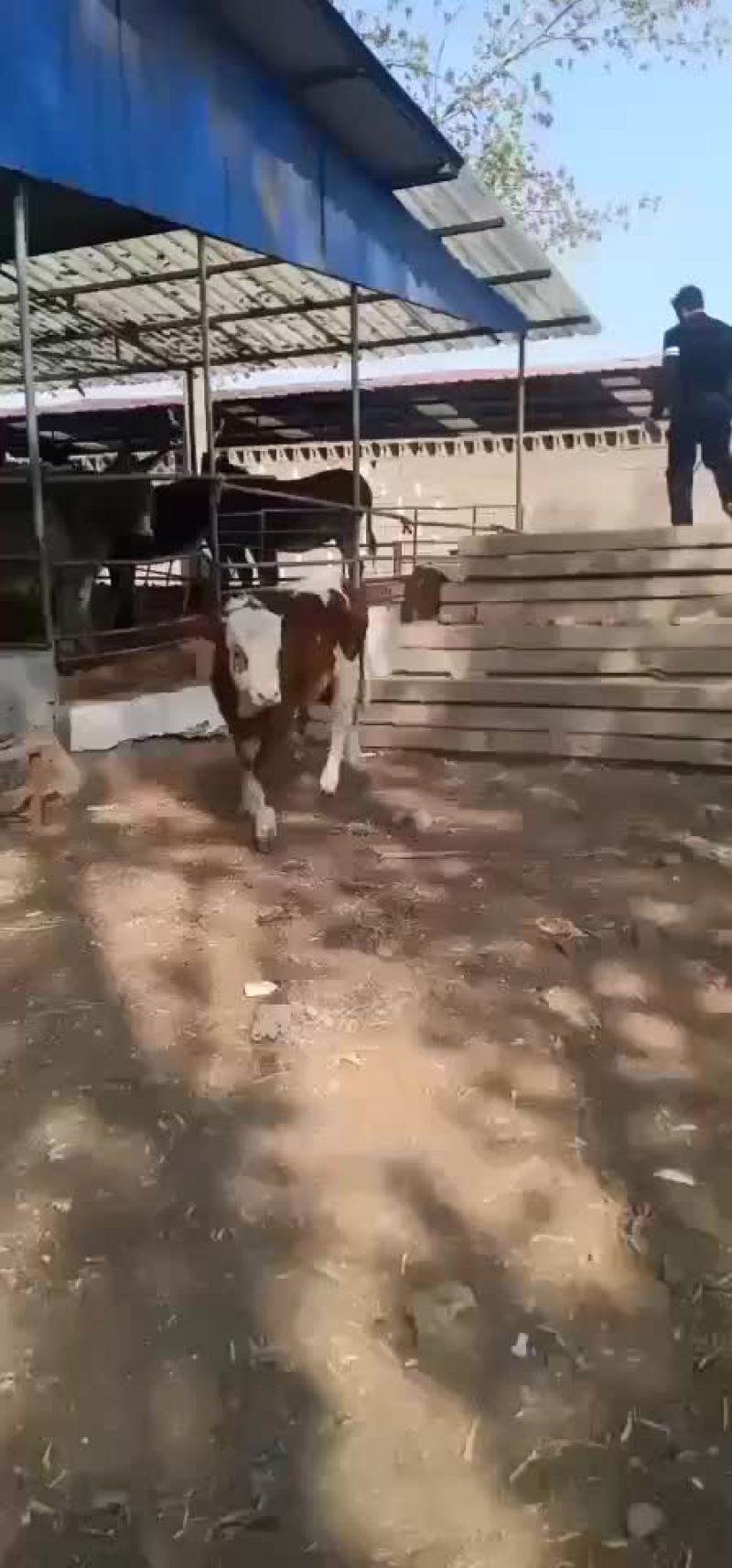 出售肉牛西门塔尔夏洛莱