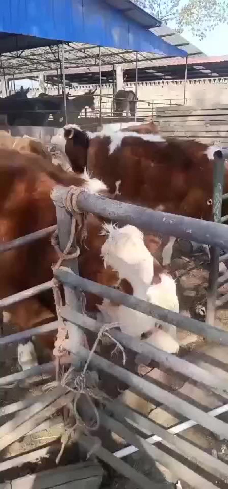 出售肉牛西门塔尔夏洛莱