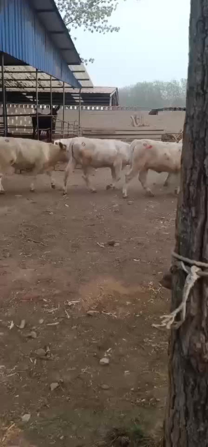 出售肉牛西门塔尔夏洛莱