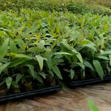 正宗k3