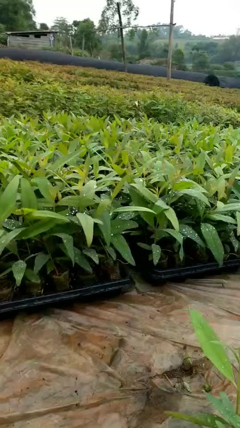 正宗k3