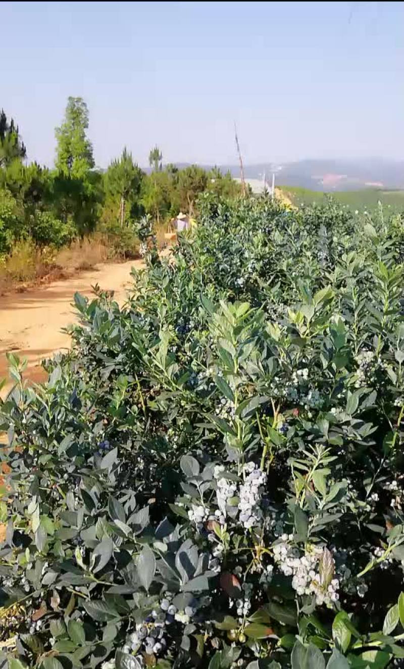 原生态露天蓝莓