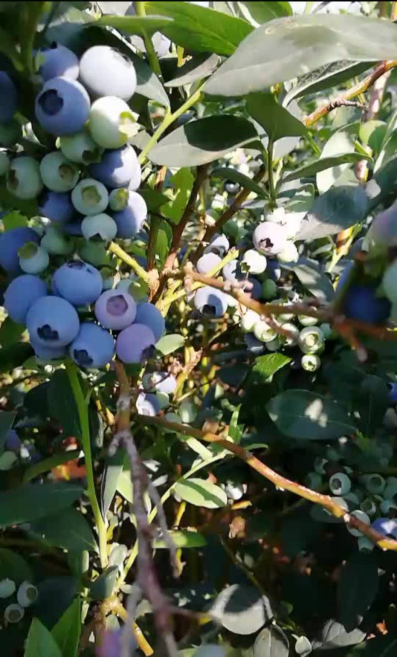 原生态露天蓝莓
