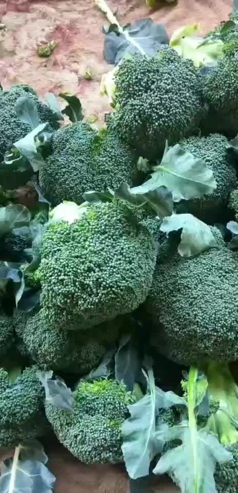 西蓝花本地长年供应各种蔬菜