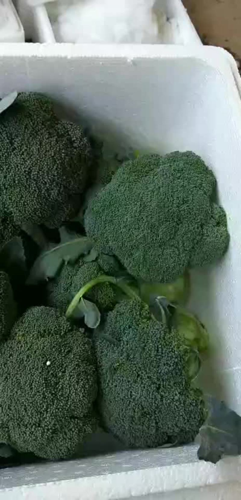 西蓝花本地长年供应各种蔬菜