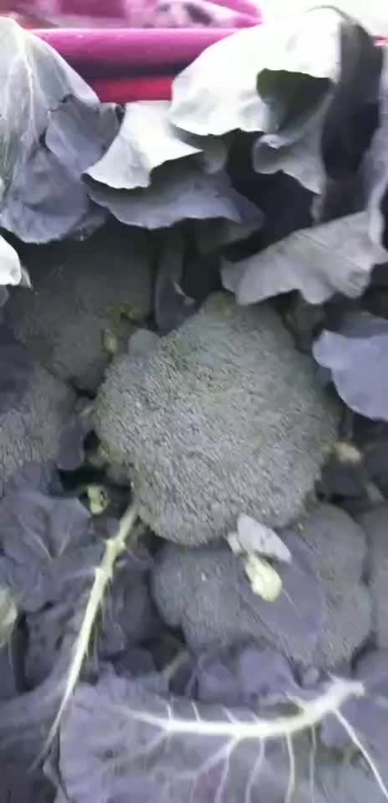 西蓝花本地长年供应各种蔬菜