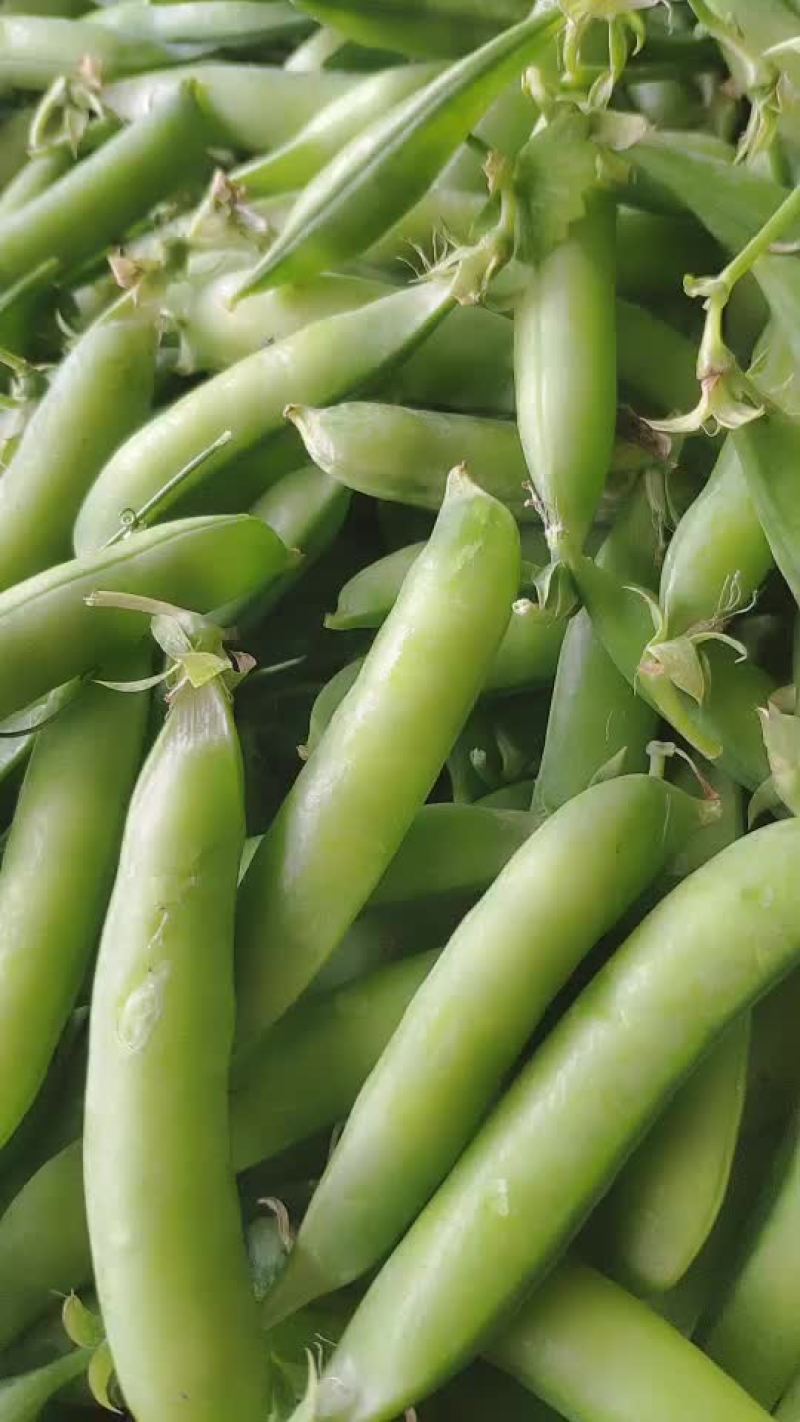 豌豆角