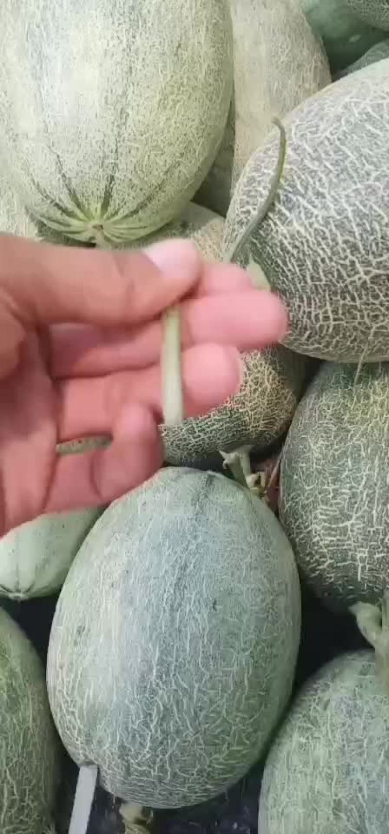 大量供应海南哈密瓜，实力代办代收