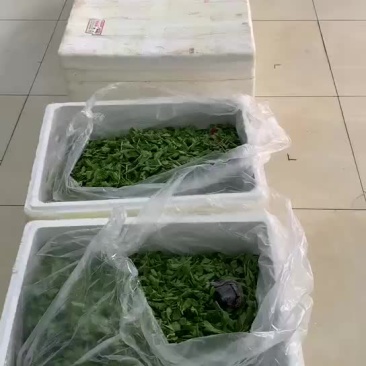 枸杞牙