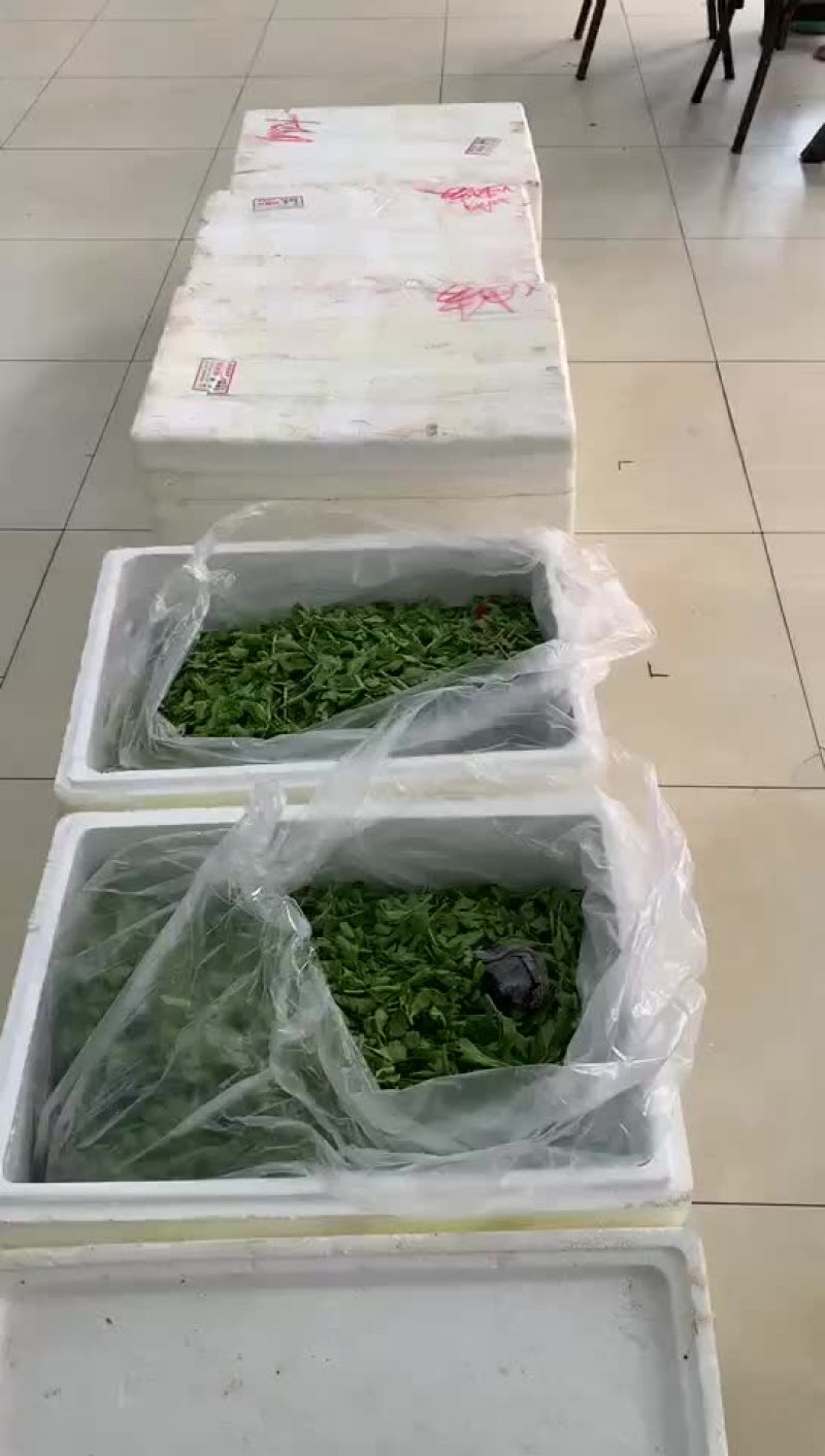 枸杞牙