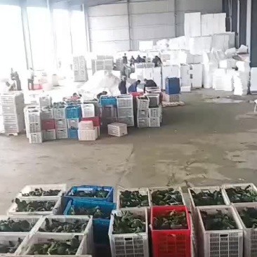 西兰花青梗散花有机花菜80
