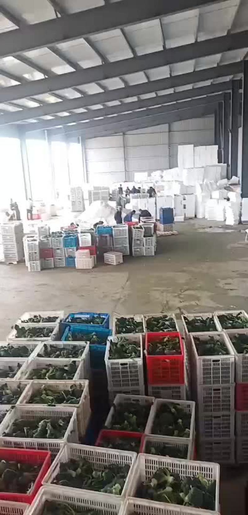 西兰花青梗散花有机花菜80