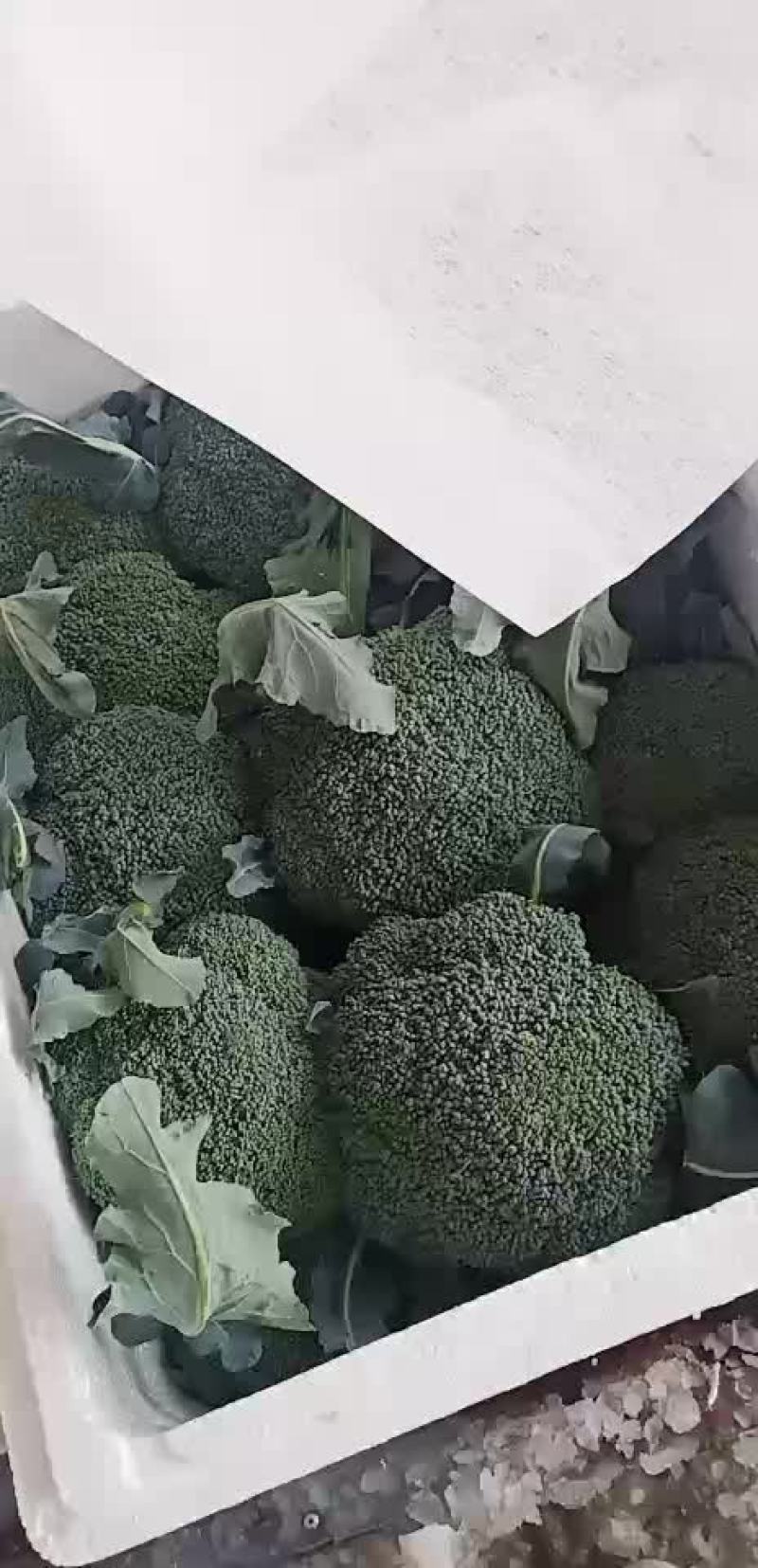 西兰花青梗散花有机花菜80