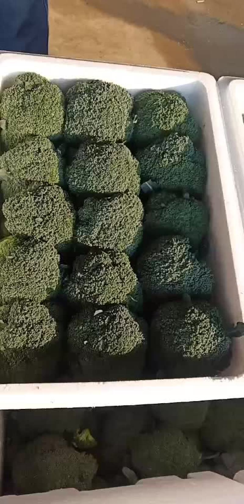 西兰花青梗散花有机花菜80