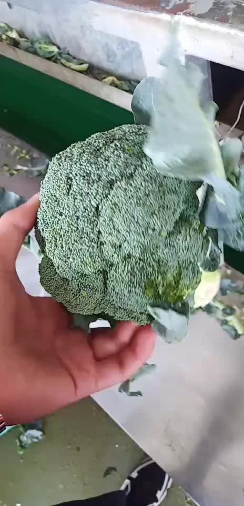 西兰花青梗散花有机花菜80