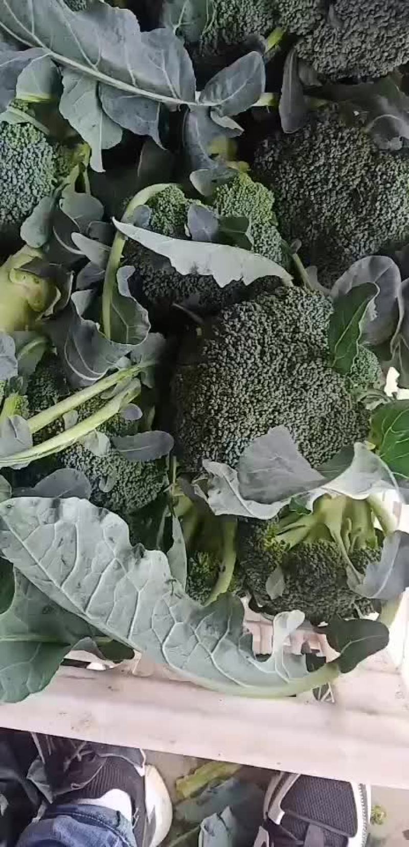 西兰花青梗散花有机花菜80