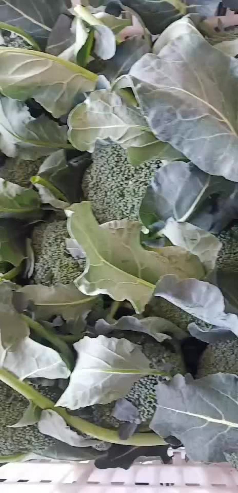 西兰花青梗散花有机花菜80