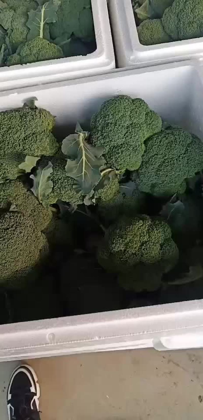 西兰花青梗散花有机花菜80