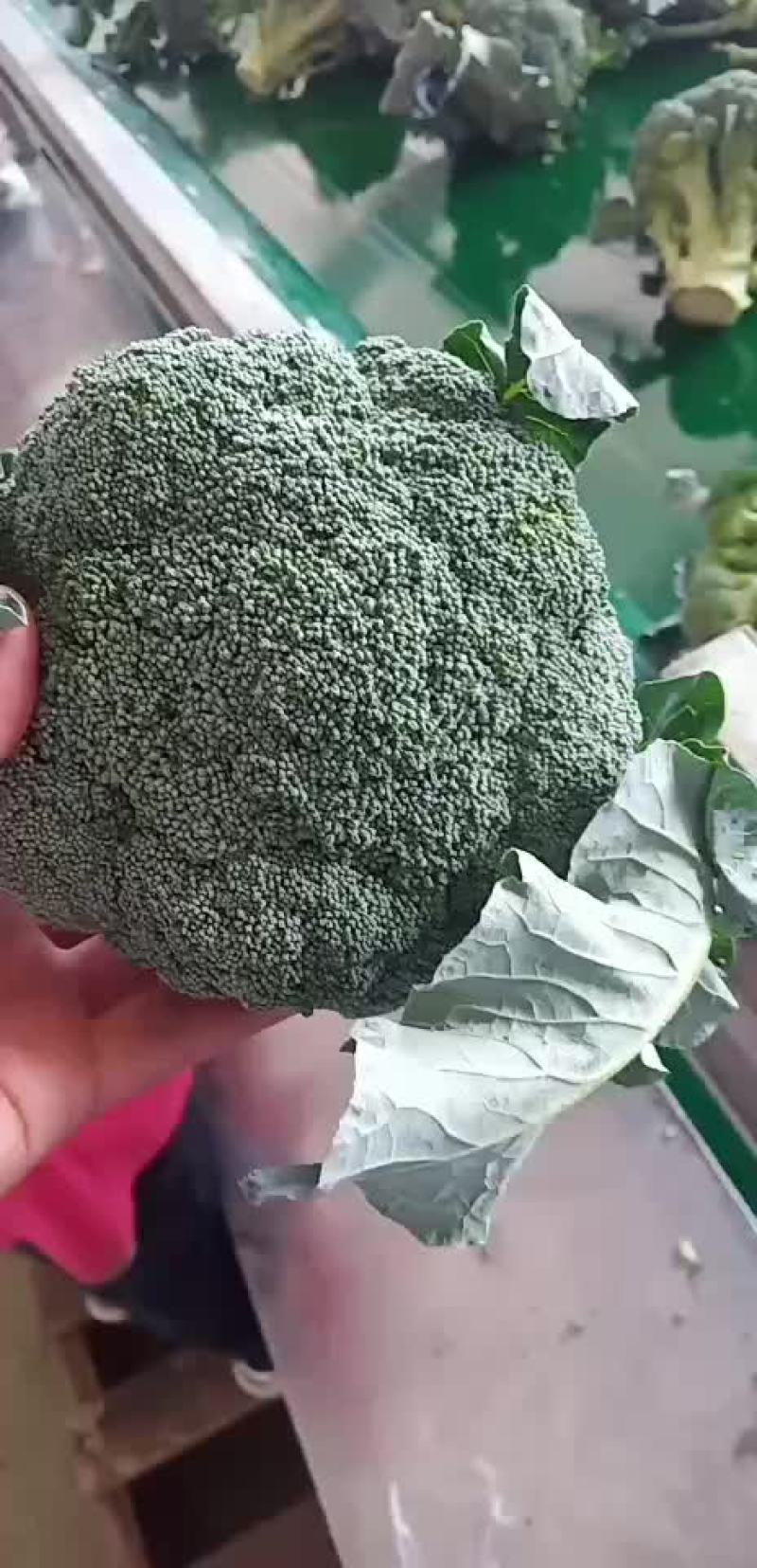 西兰花青梗散花有机花菜80