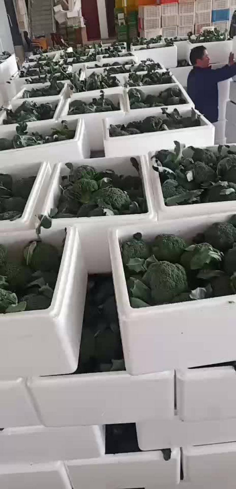 西兰花青梗散花有机花菜80