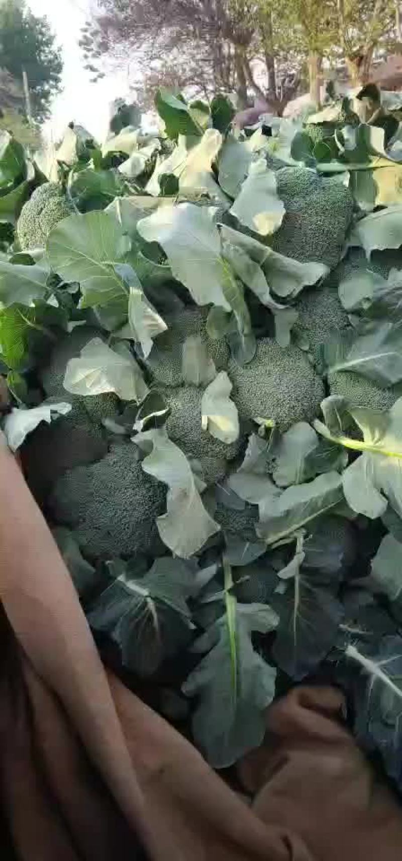 西兰花青梗散花有机花菜80