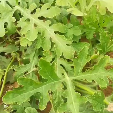 山东泗水县大棚甜王西瓜上市中