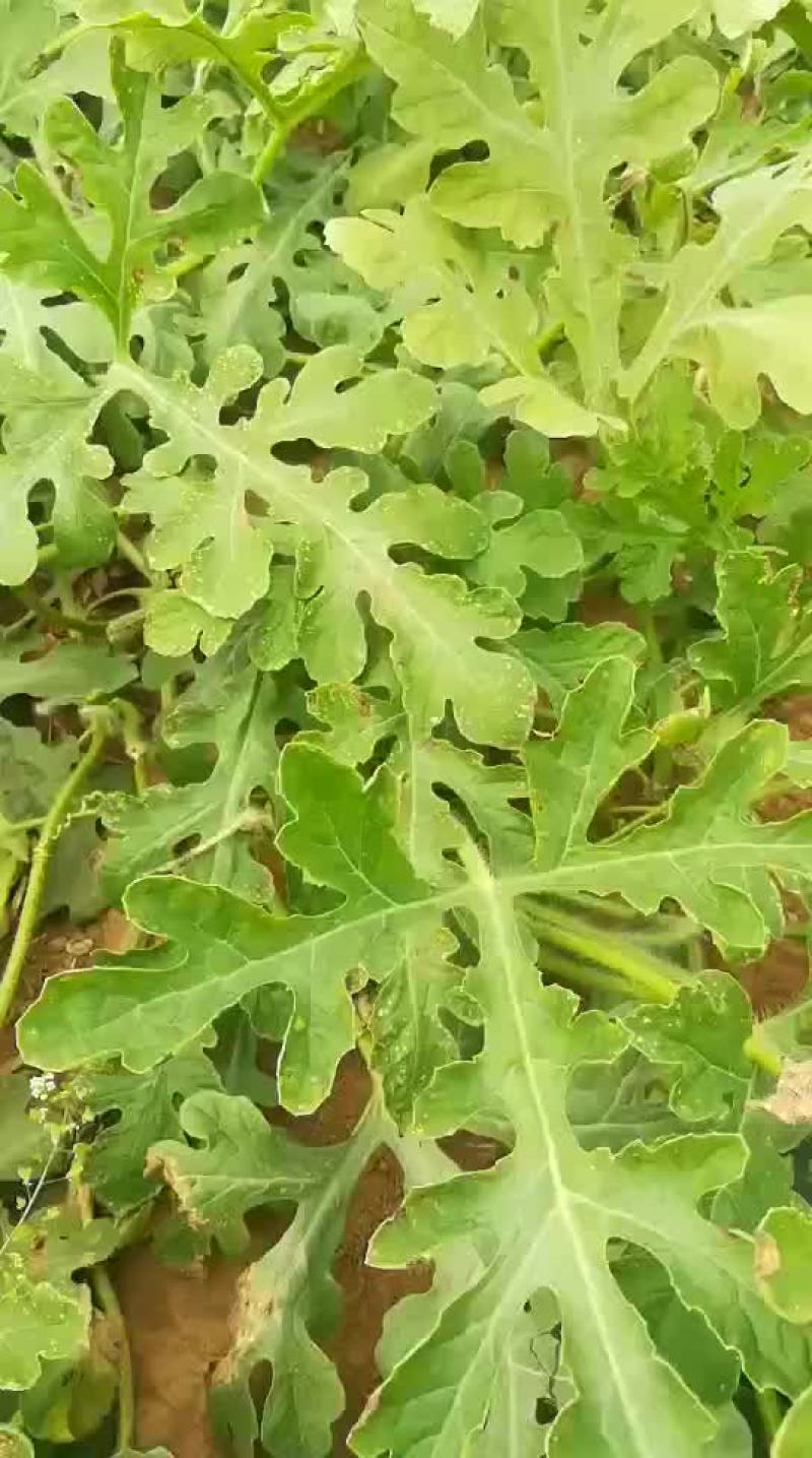 山东泗水县大棚甜王西瓜上市中