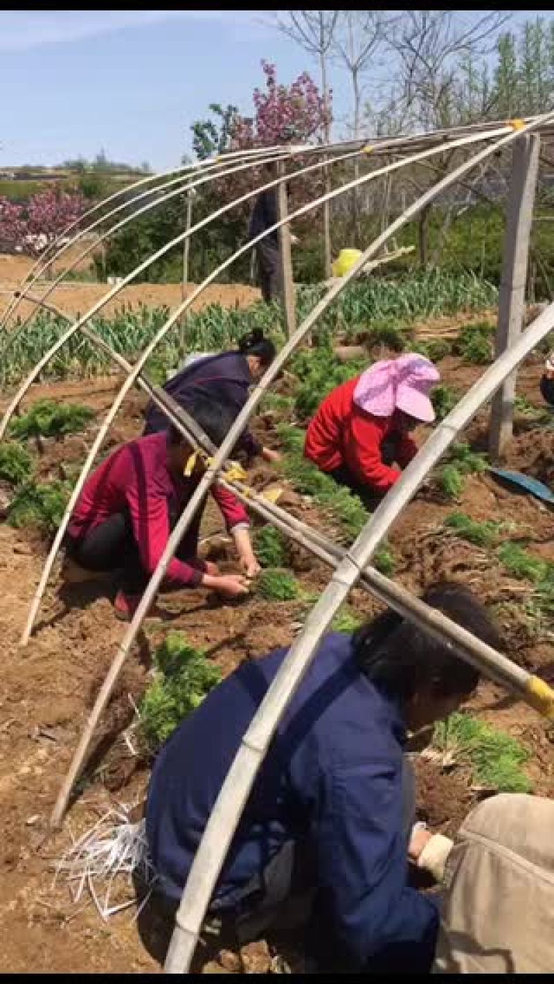龙柏苗床苗工程苗供应