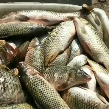鲤鱼壳子