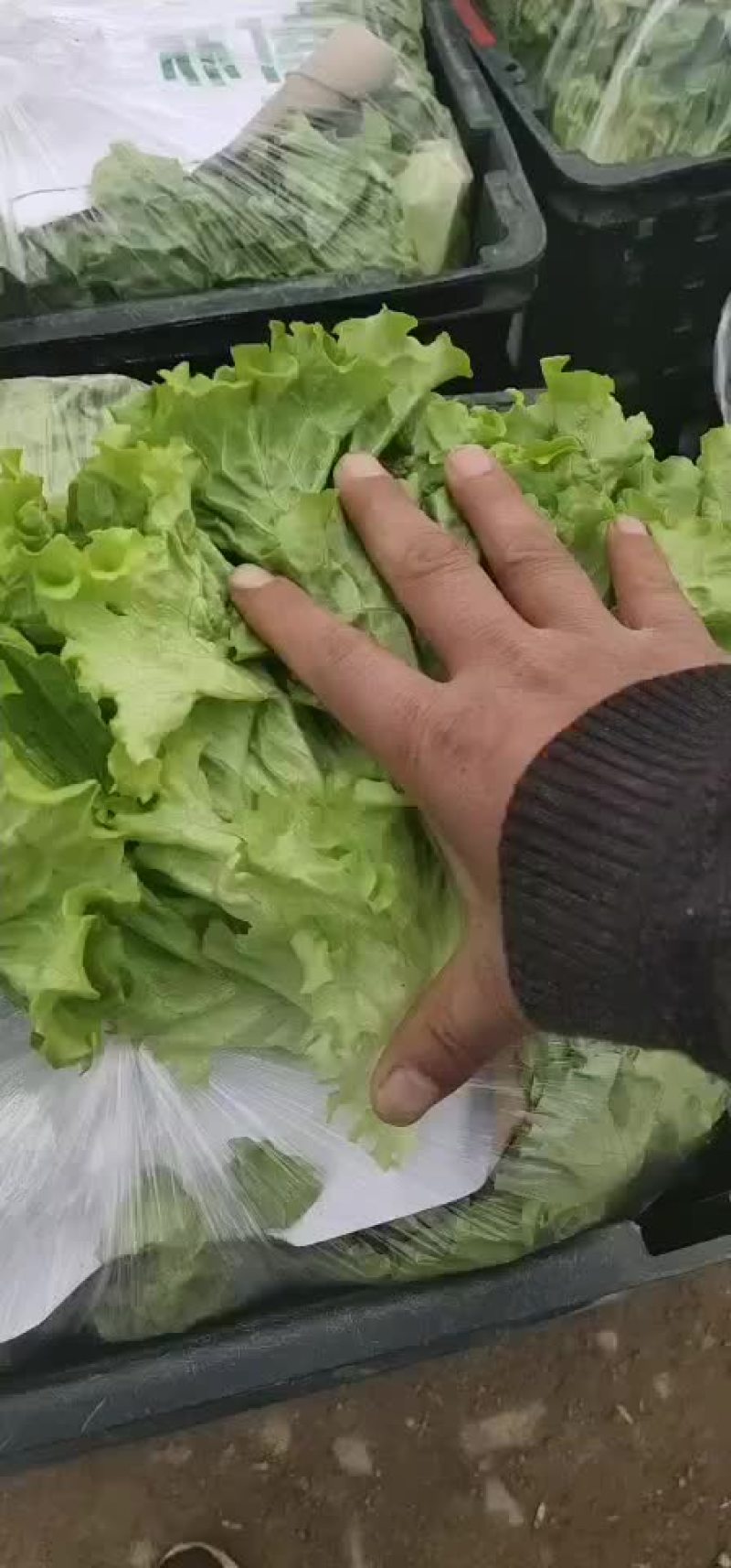 【散叶生菜】山东潍坊产区直发，量大从优欢迎来电订购