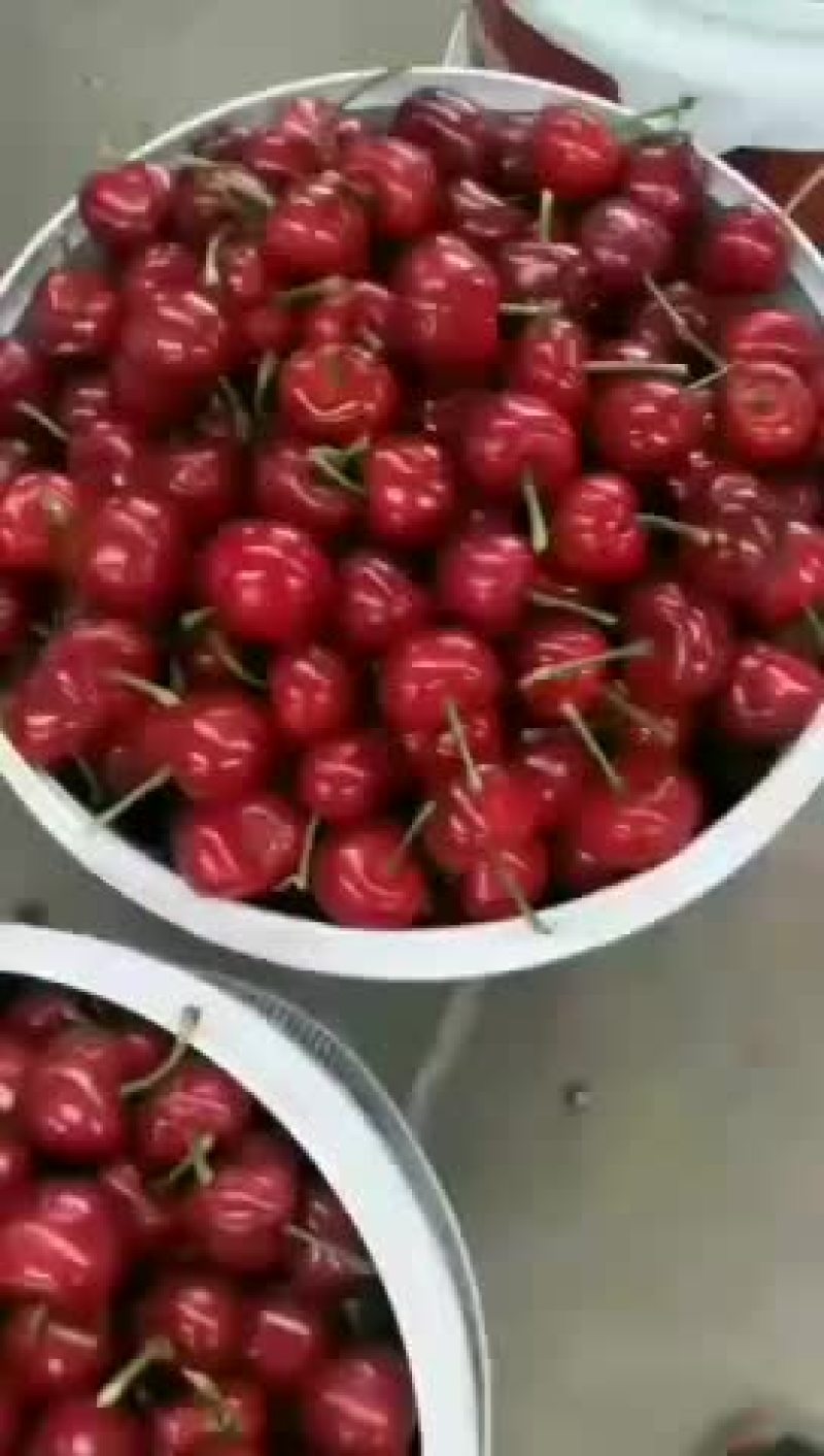 批发大樱桃，布鲁克斯，萨米坨，红灯美早