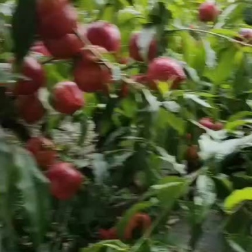 桃