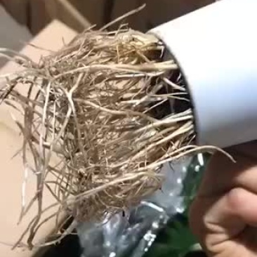 水培美酒一帆风顺，特级，好好先生园艺供应。。