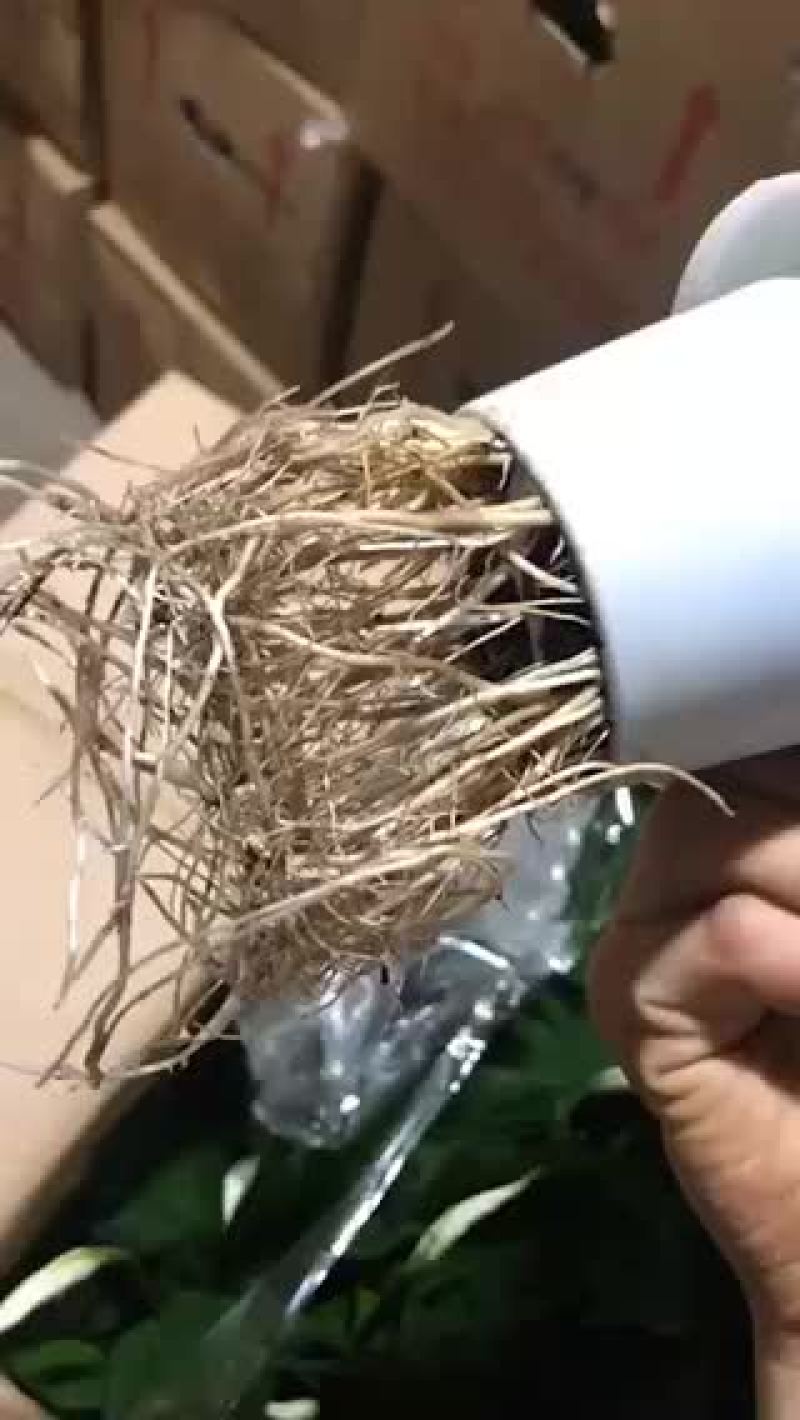 水培美酒一帆风顺，特级，好好先生园艺供应。。