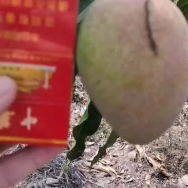 58/10斤装一箱七八成熟。。。