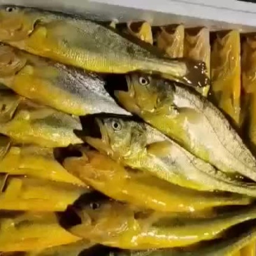 湛江海鲜批发