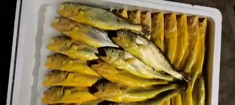 湛江海鲜批发