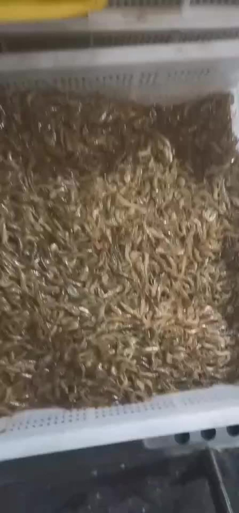 黑壳河虾，规格2/3公分，山坑螺，纽螺，价格以咨询为准*