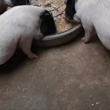 自家养殖纯种巴马香猪种母猪苗种公猪苗大量出栏中