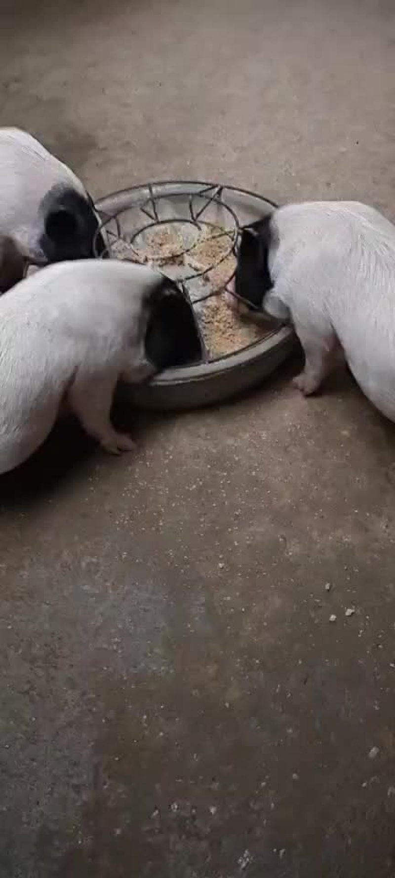 自家养殖纯种巴马香猪种母猪苗种公猪苗大量出栏中