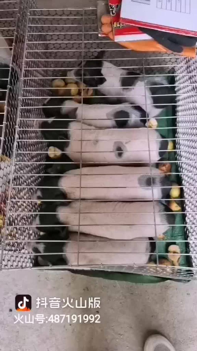 自家养殖纯种巴马香猪种母猪苗种公猪苗大量出栏中