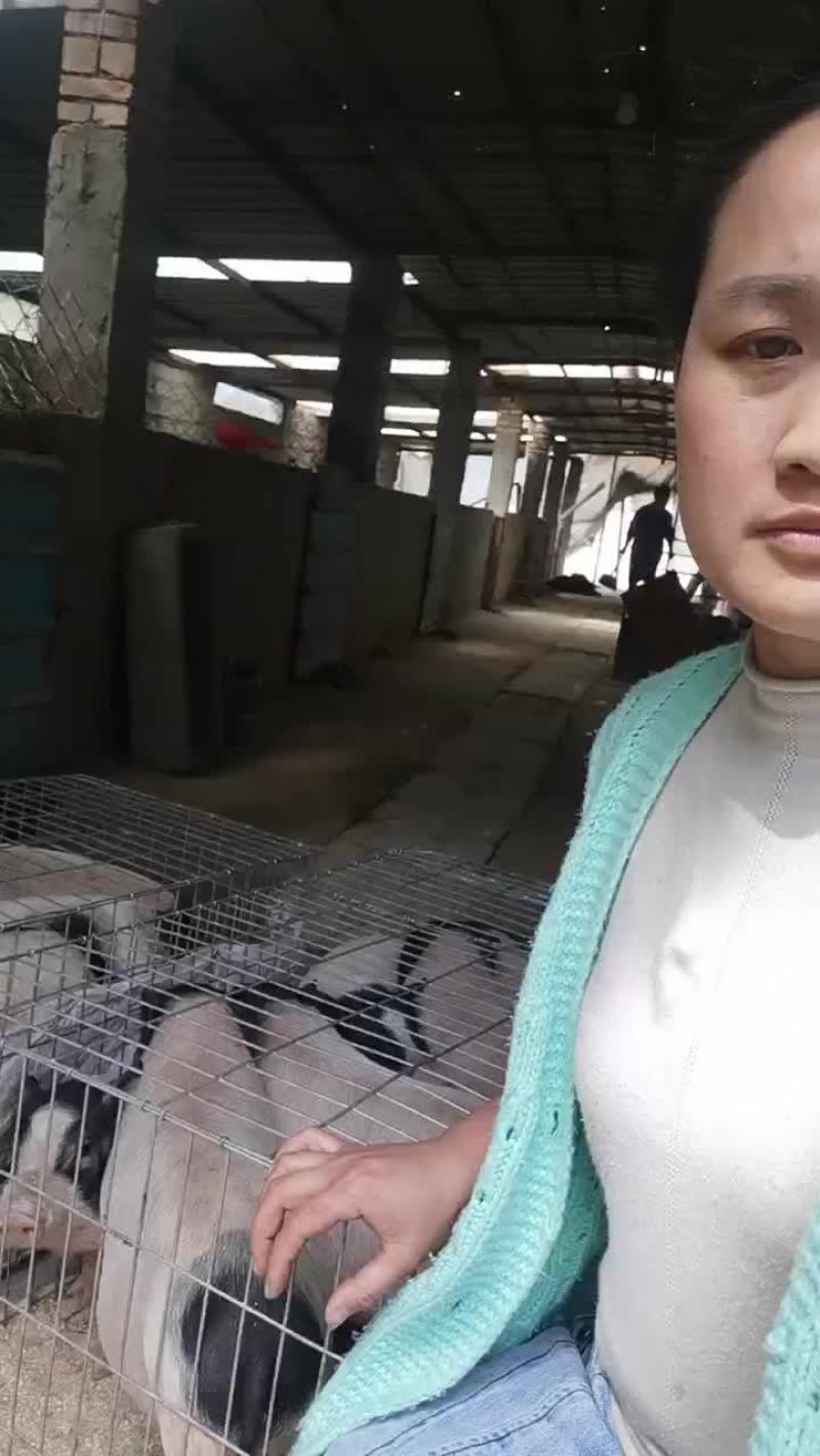 自家养殖纯种巴马香猪种母猪苗种公猪苗大量出栏中