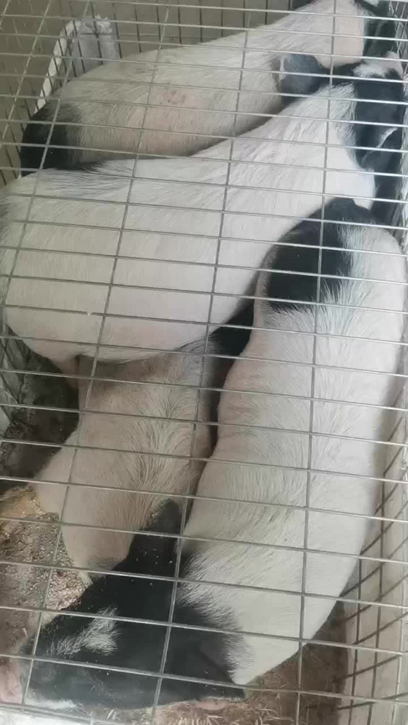 自家养殖纯种巴马香猪种母猪苗种公猪苗大量出栏中