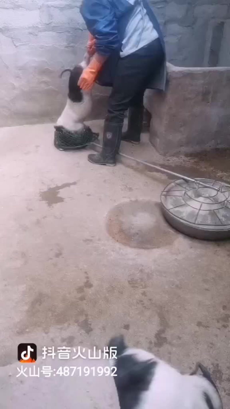 自家养殖纯种巴马香猪种母猪苗种公猪苗大量出栏中